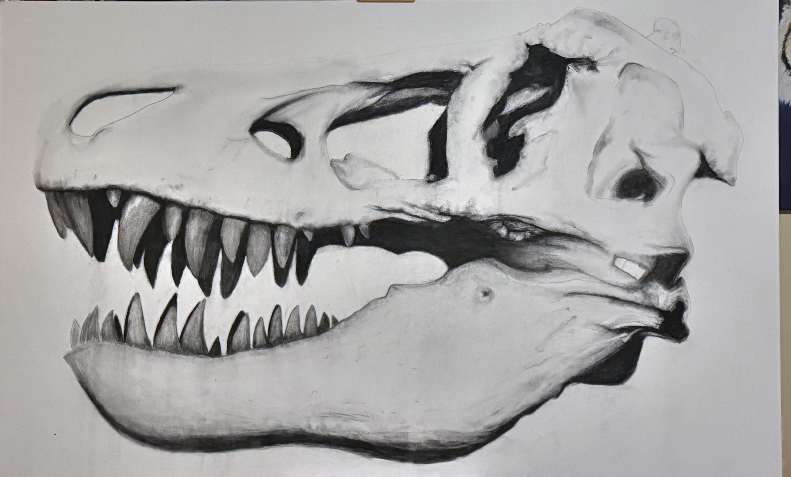Charcoal drawing of a Tyrannosaurus skull